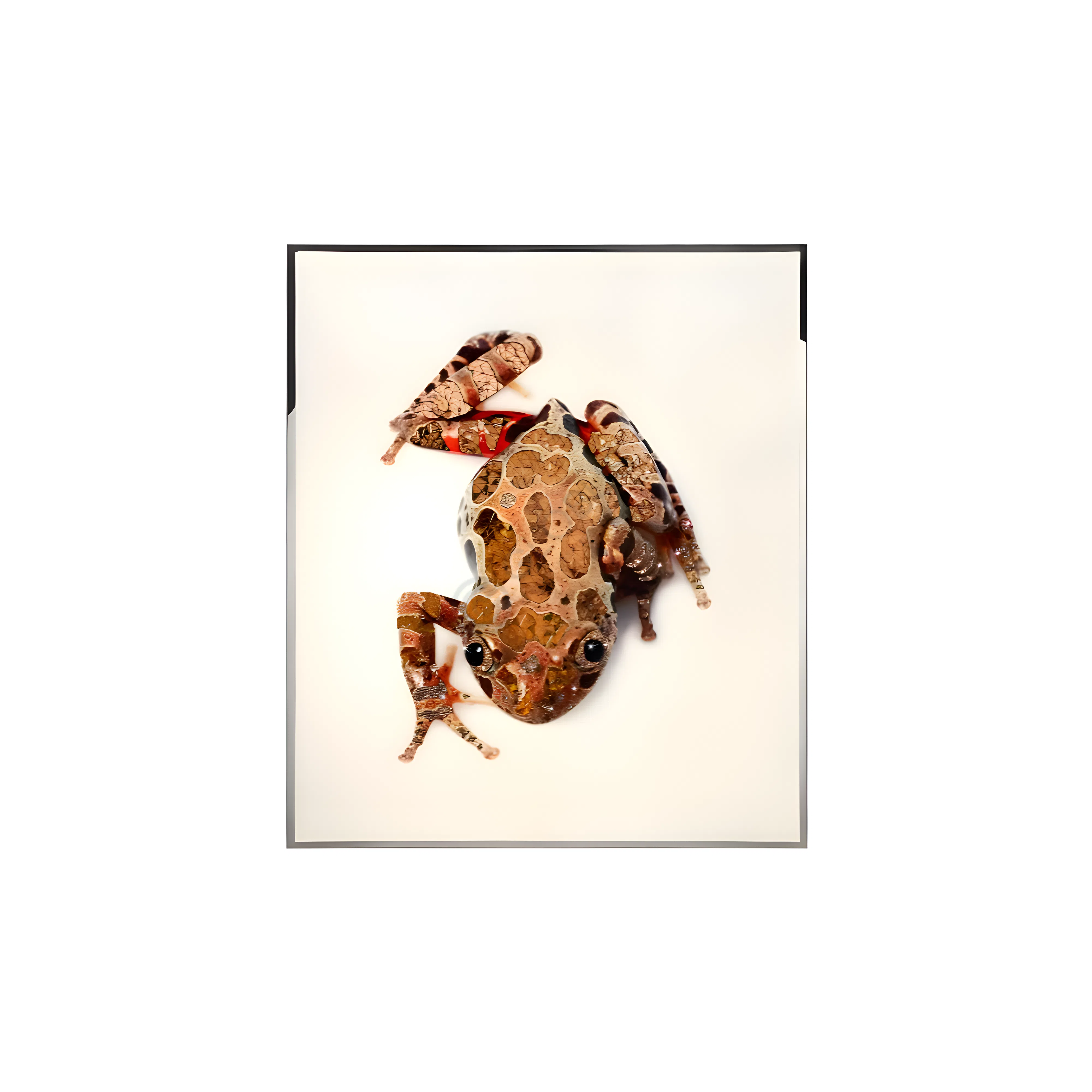 Painting VISIONNAIRE Rana